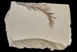 Dawn Redwood (Metasequoia) Fossil - Montana #165164-1